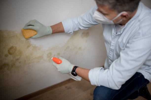 Professional Mold Remediation in Arapahoe, NE
