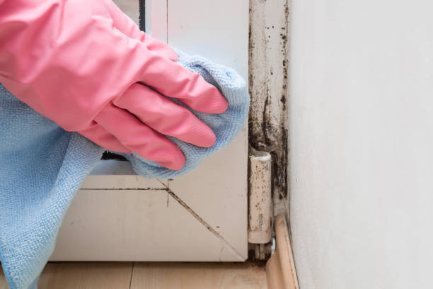 Best Emergency Mold Remediation in Arapahoe, NE