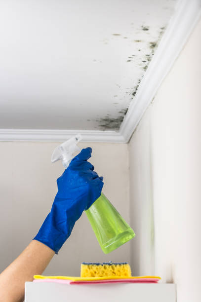 Best Basement Mold Remediation in Arapahoe, NE
